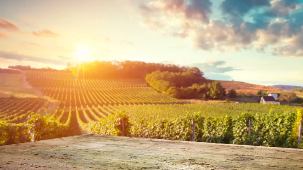 Vigne in Toscana