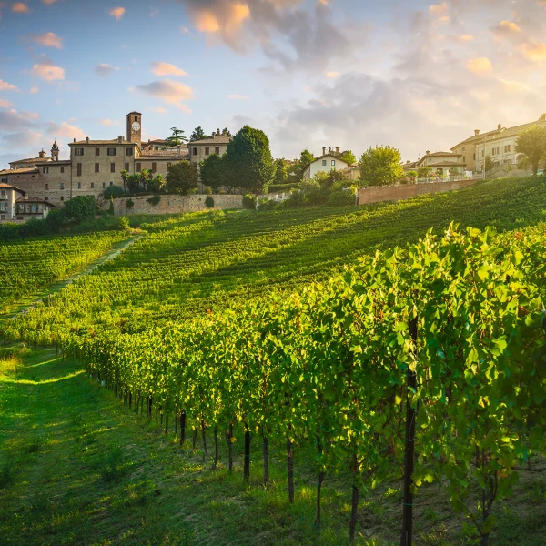 vigneti ordinati nelle Langhe con vista su borgo piemontese al tramonto
